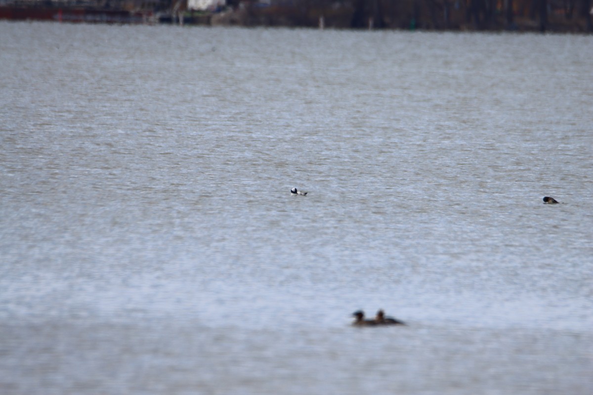Bufflehead - ML617253430