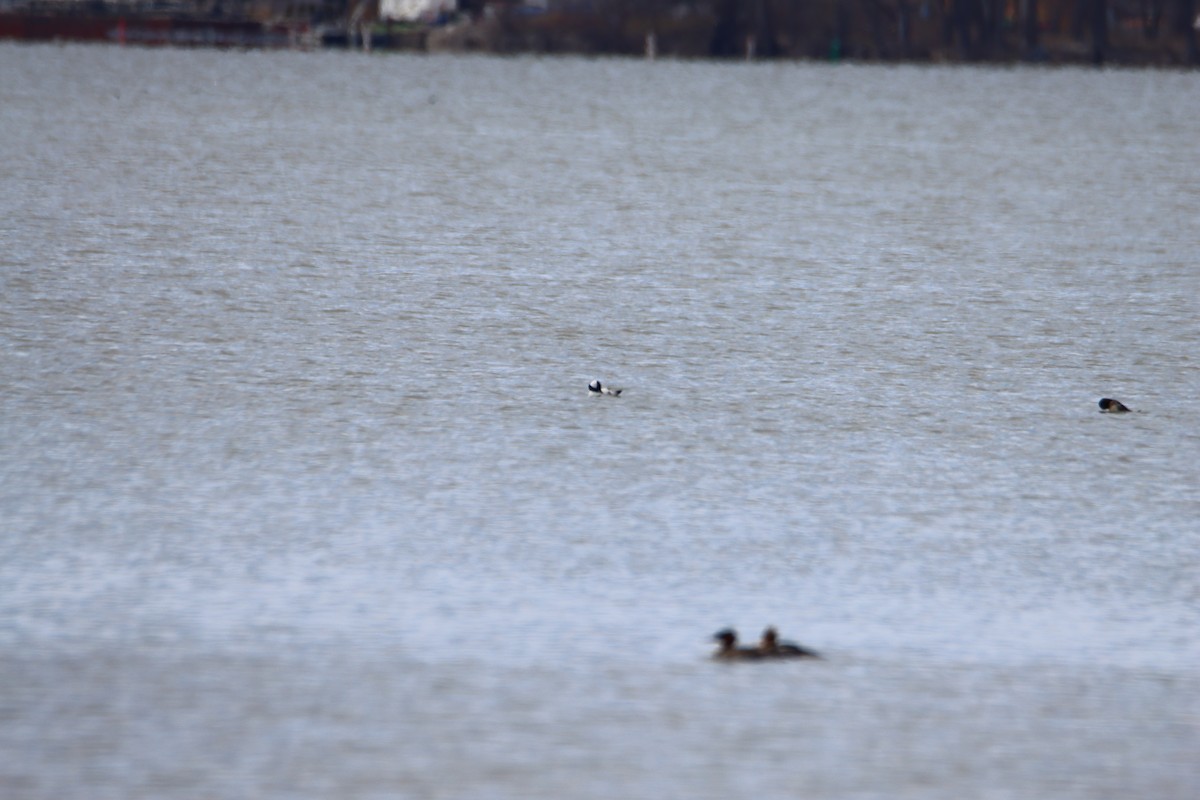 Bufflehead - John Keegan