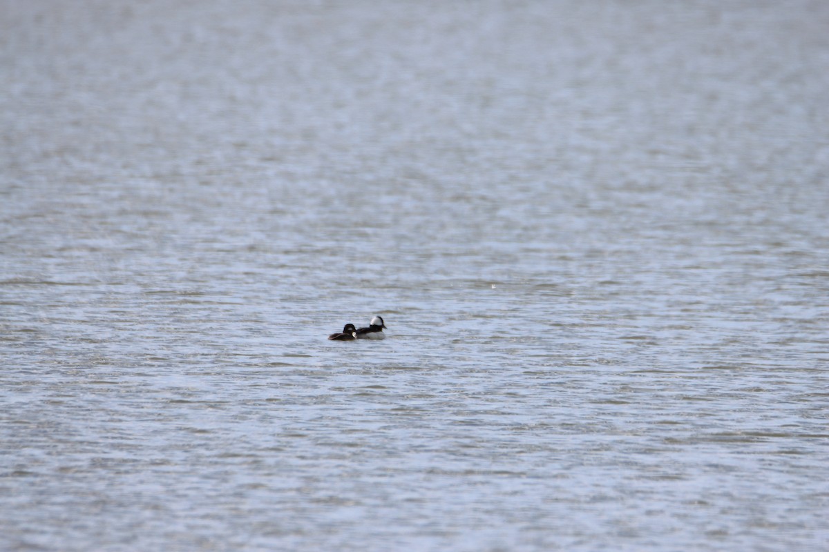 Bufflehead - ML617253431