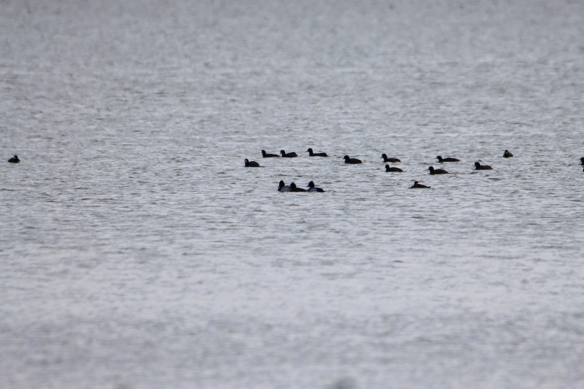 American Coot - ML617253440