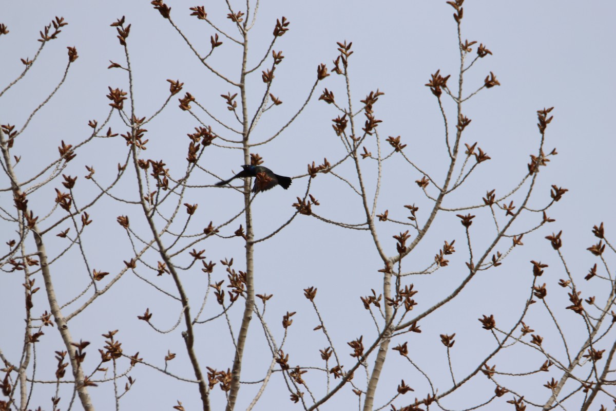 Common Grackle - ML617253465