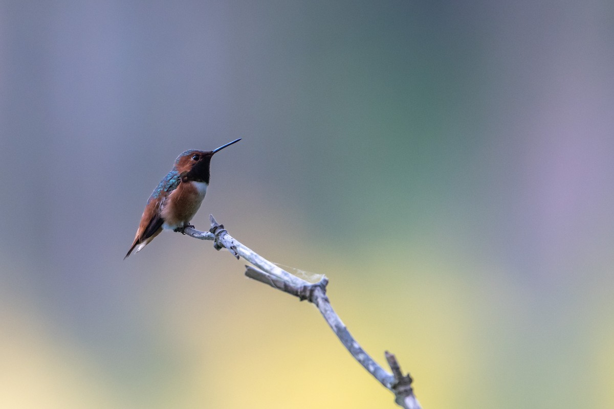Allen's Hummingbird - Jan Fernando