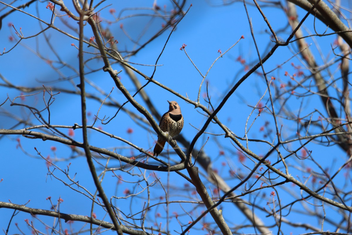 Carpintero Escapulario (auratus/luteus) - ML617253611