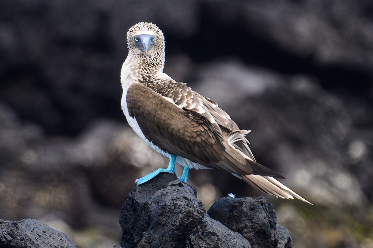 Blue-footed Booby - ML617253619