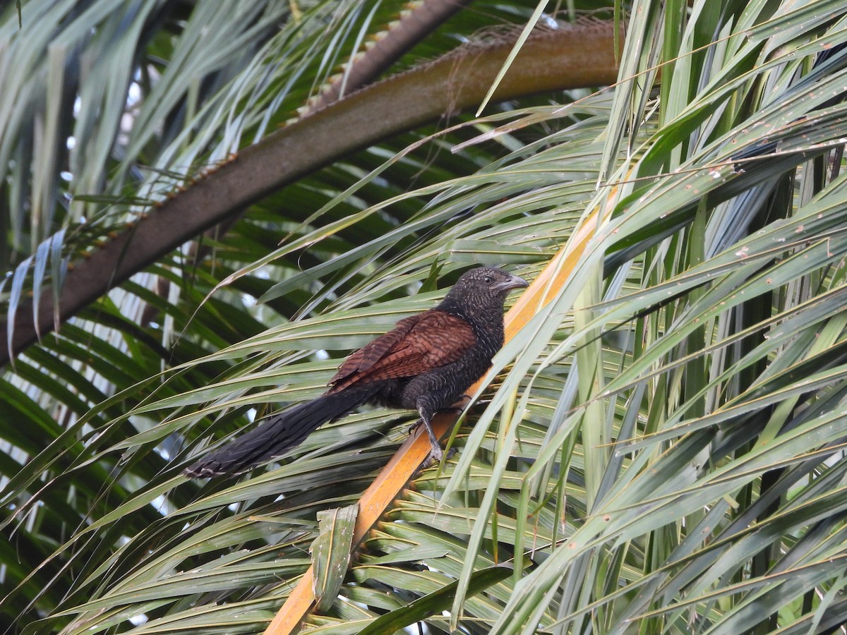 Greater Coucal - ML617253628
