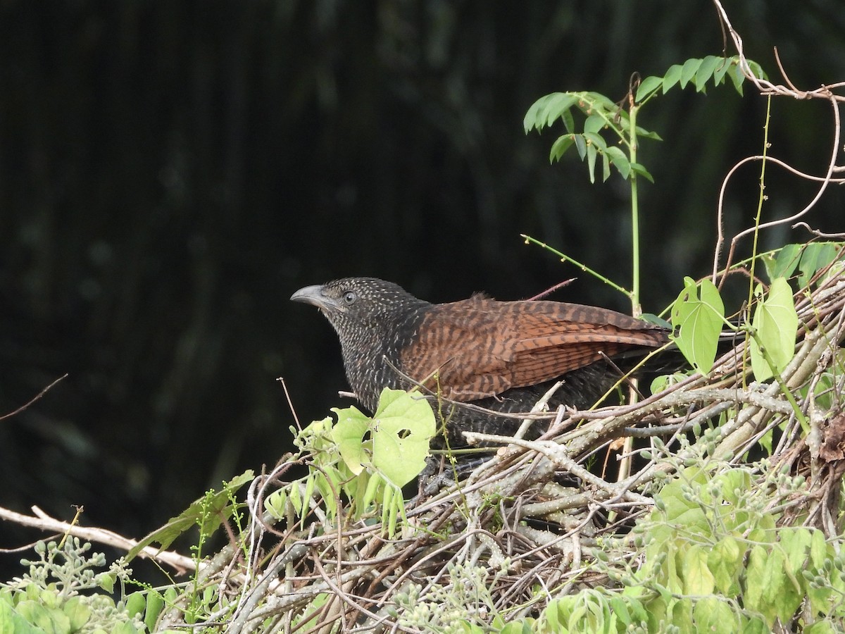 Greater Coucal - ML617253629