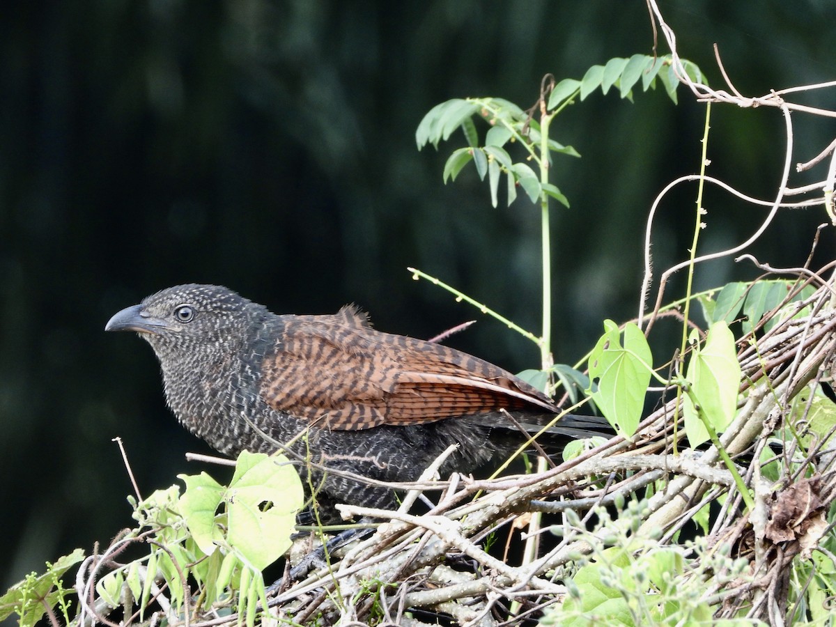 Greater Coucal - ML617253630