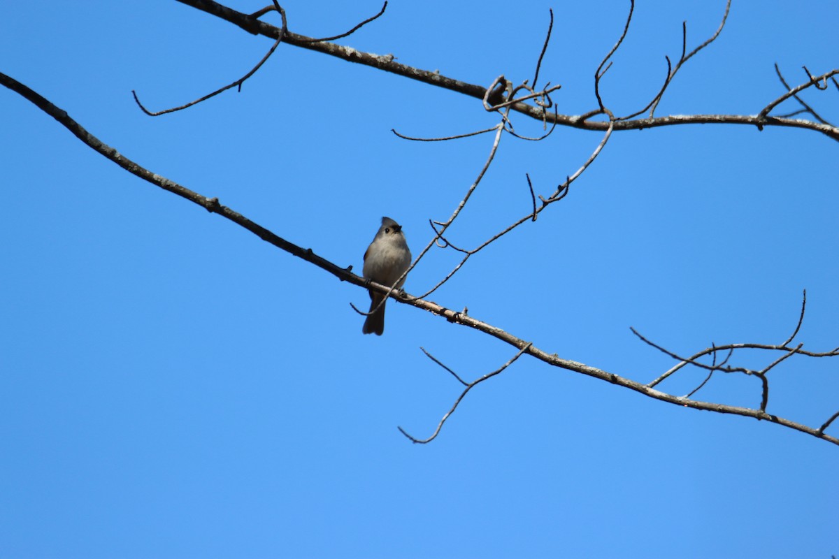 Tufted Titmouse - ML617253681