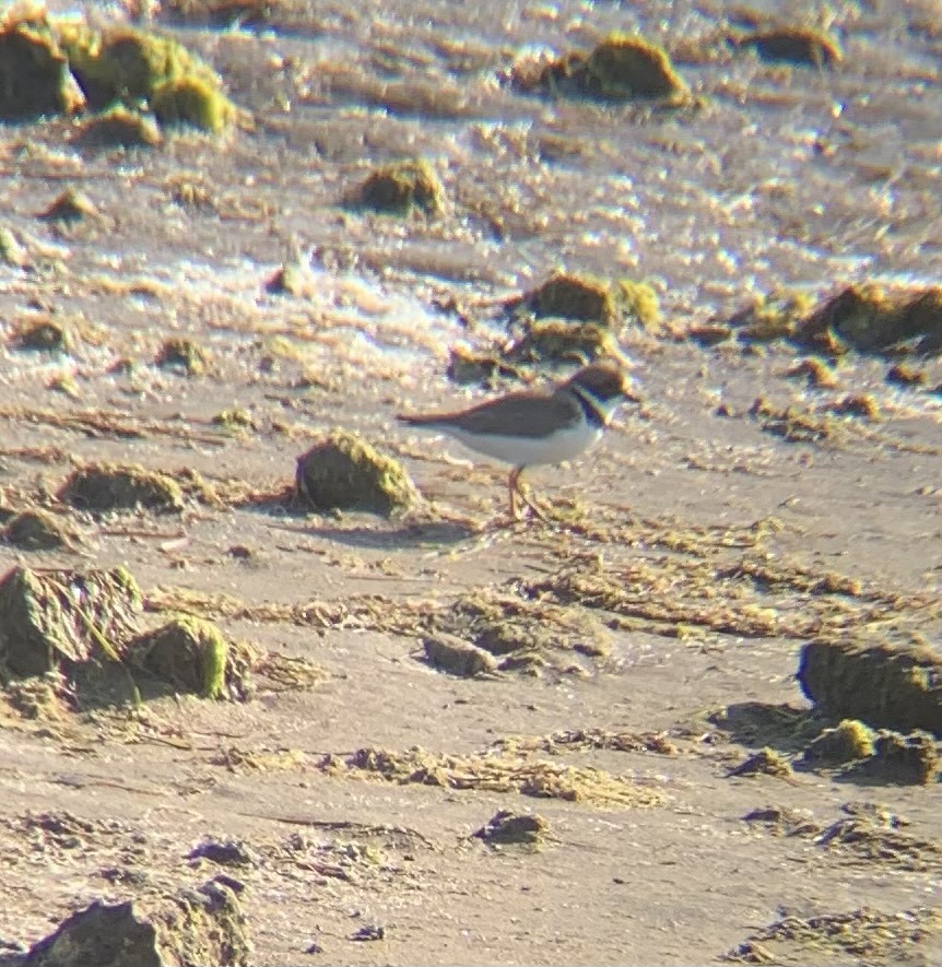 Semipalmated Plover - ML617253712