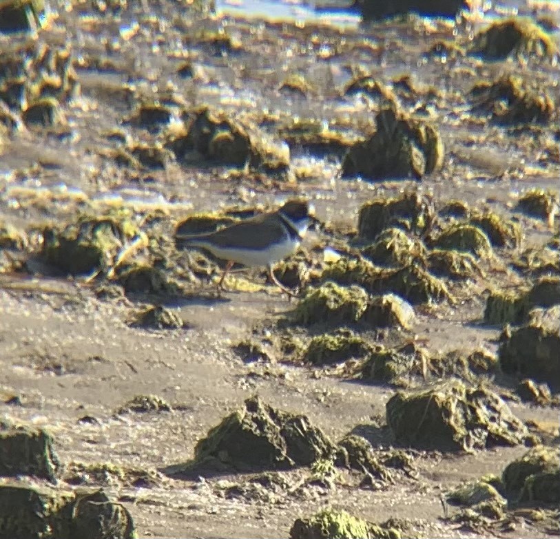 Semipalmated Plover - ML617253713