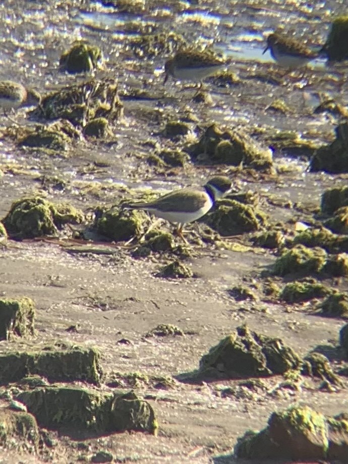 Semipalmated Plover - ML617253714