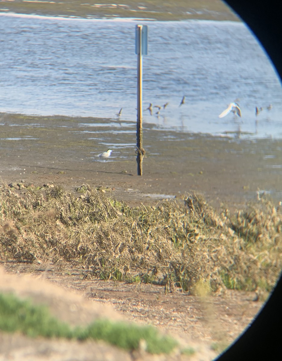 Gull-billed Tern - ML617253723