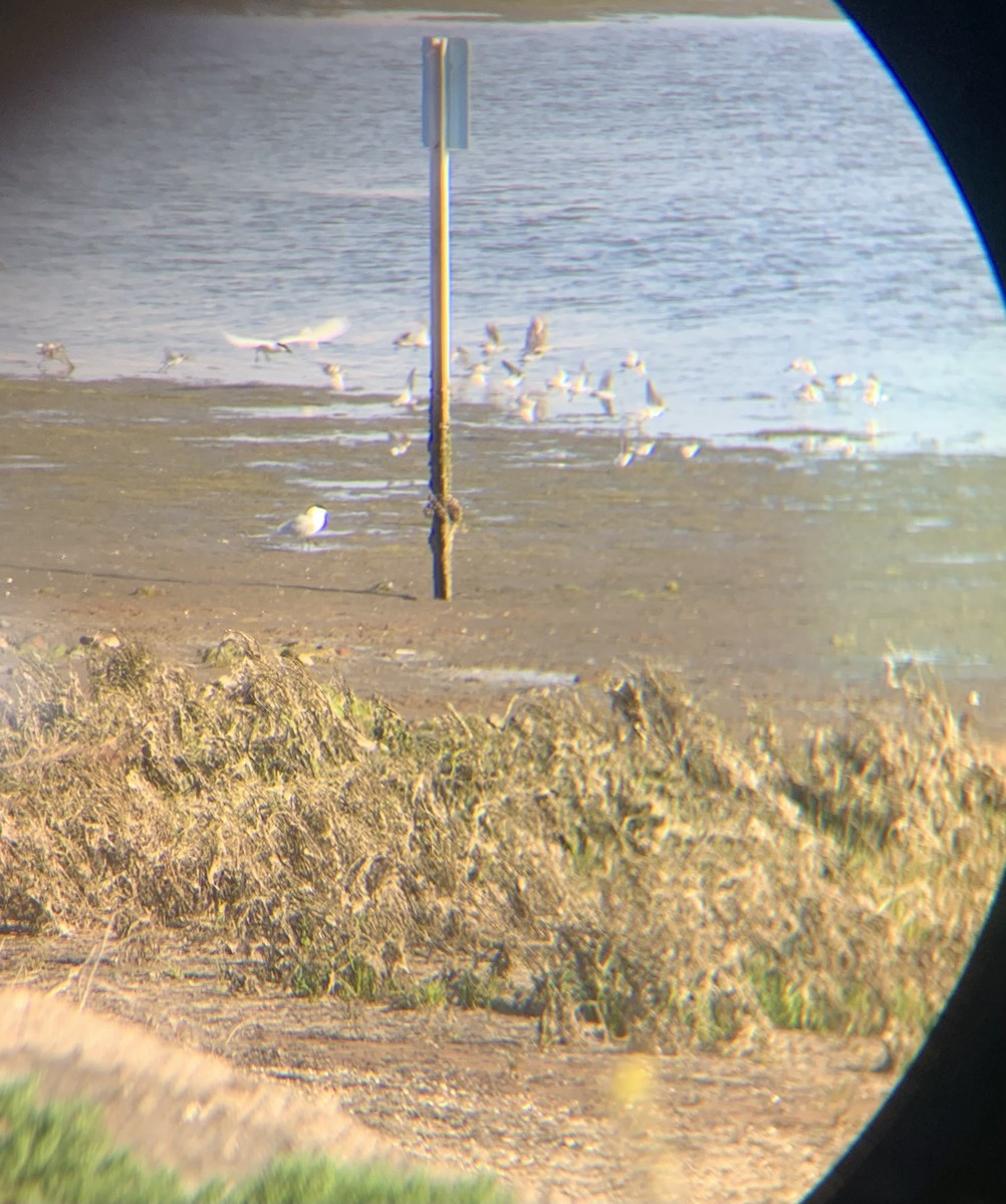 Gull-billed Tern - ML617253724