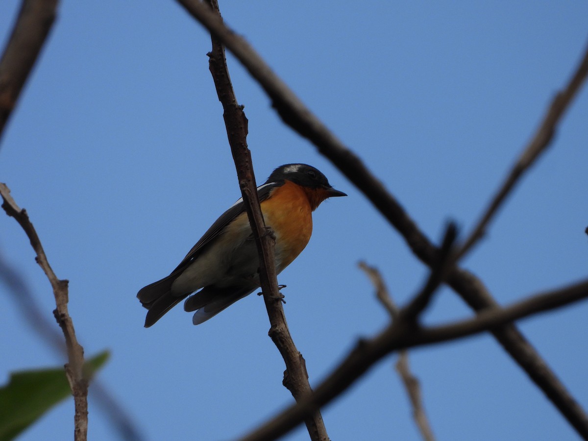 Mugimaki Flycatcher - ML617253731