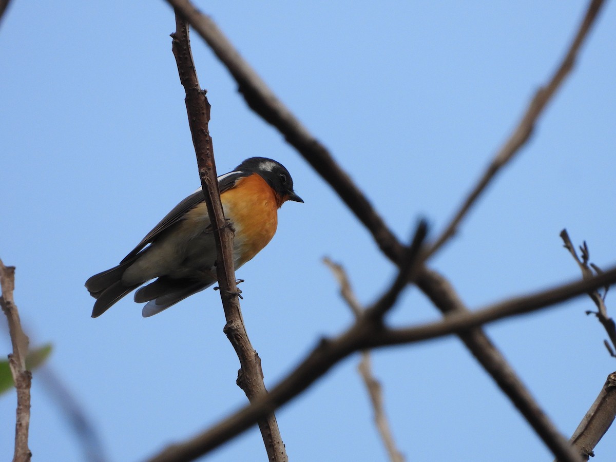 Mugimaki Flycatcher - ML617253732