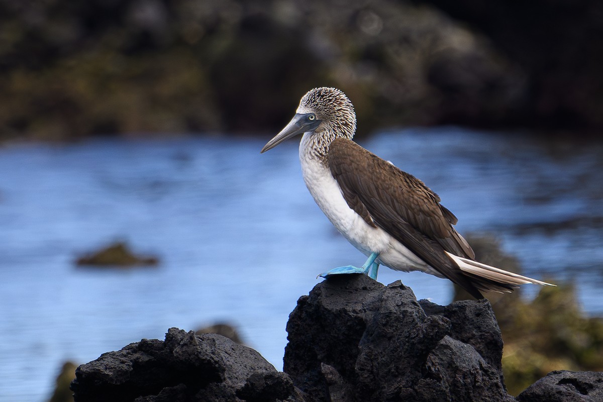 Blue-footed Booby - ML617253763