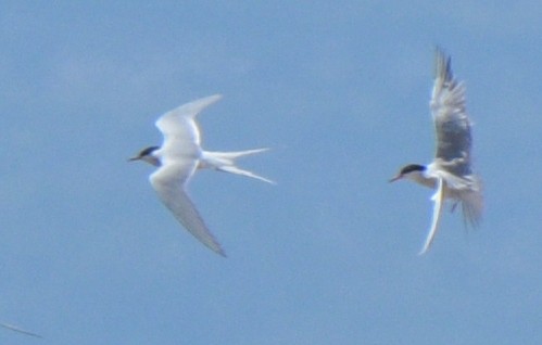 Arctic Tern - Kristen Cart