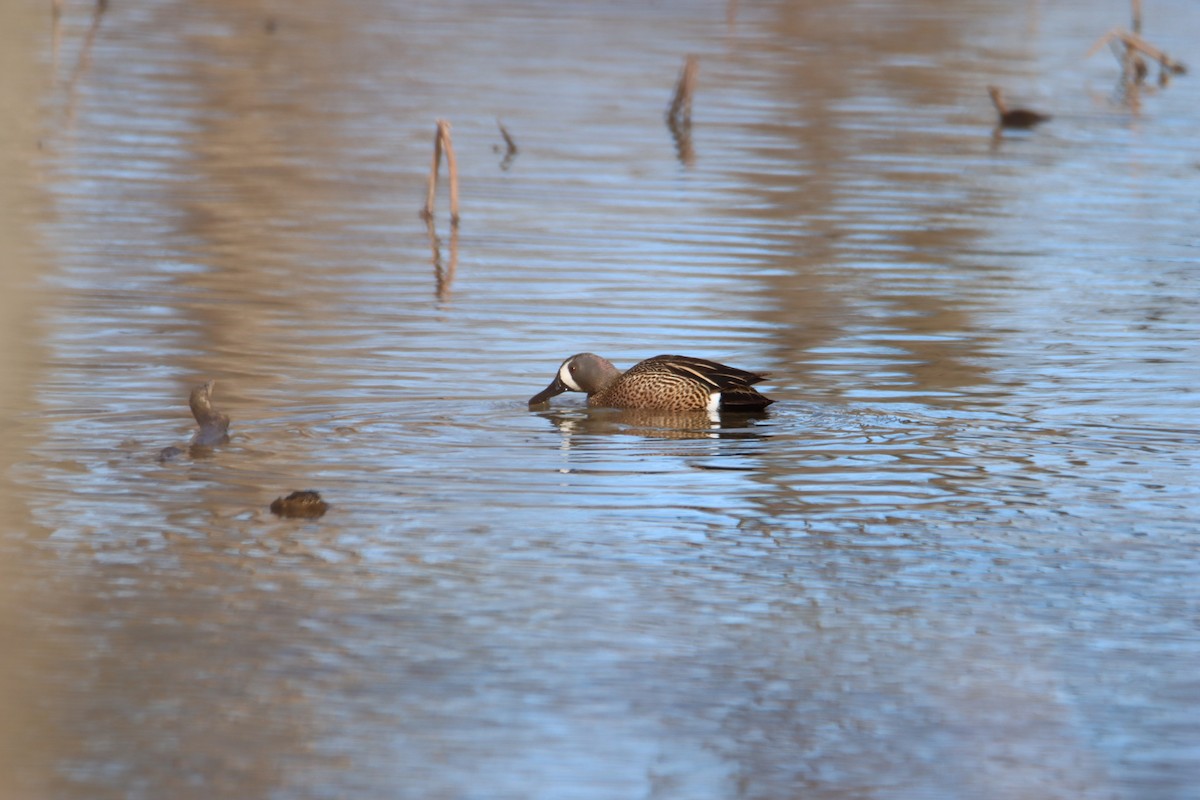 Blue-winged Teal - ML617253779