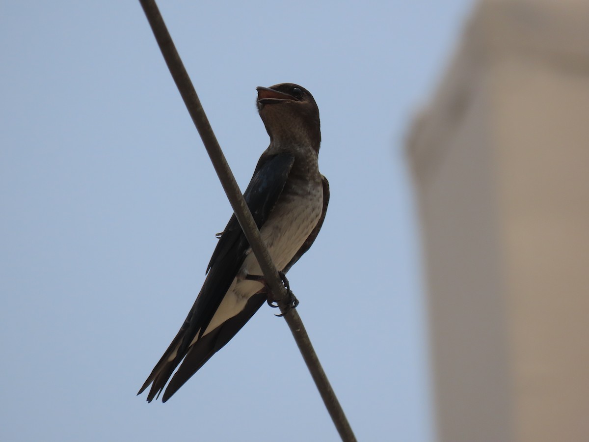 Gray-breasted Martin - ML617253794