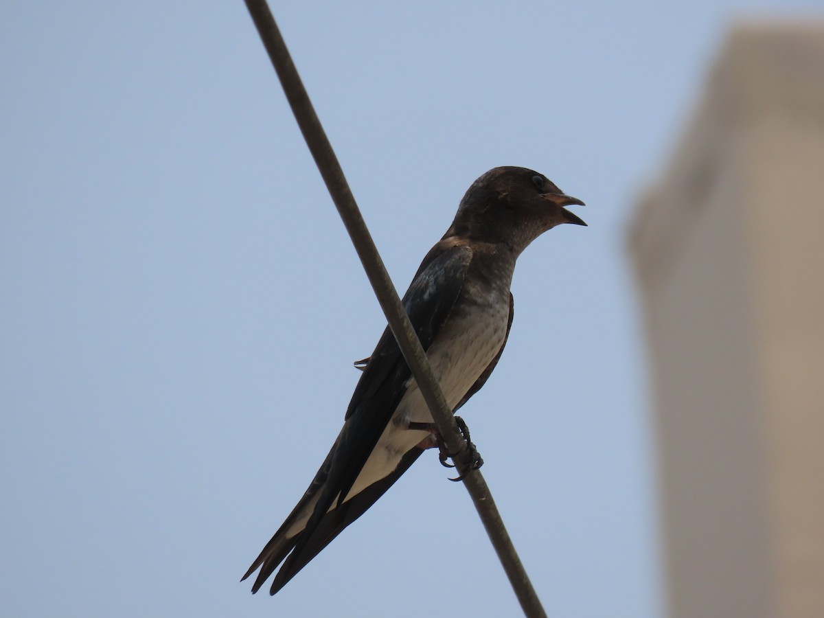 Gray-breasted Martin - ML617253795