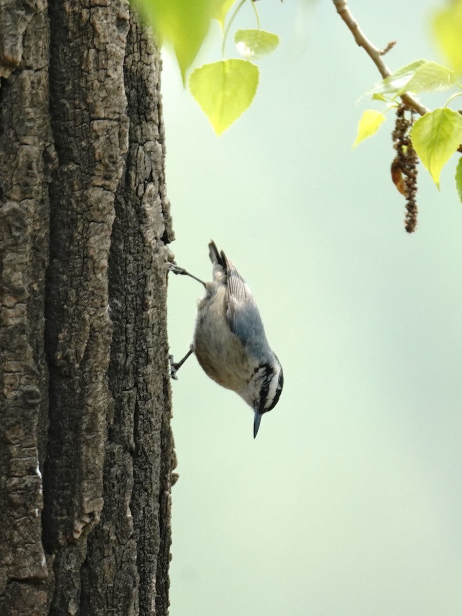 Snowy-browed Nuthatch - Tianli Zhao
