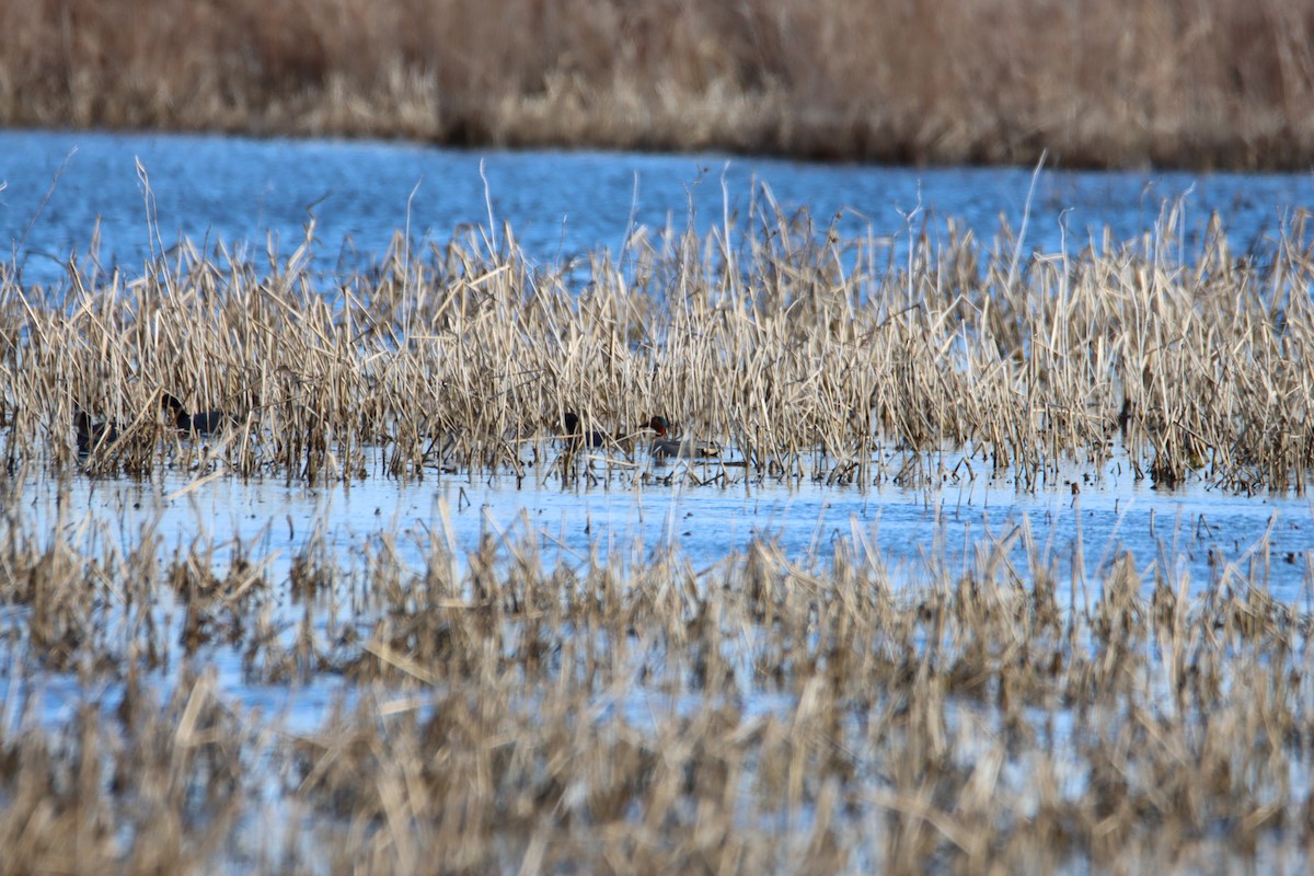 Green-winged Teal - ML617253850