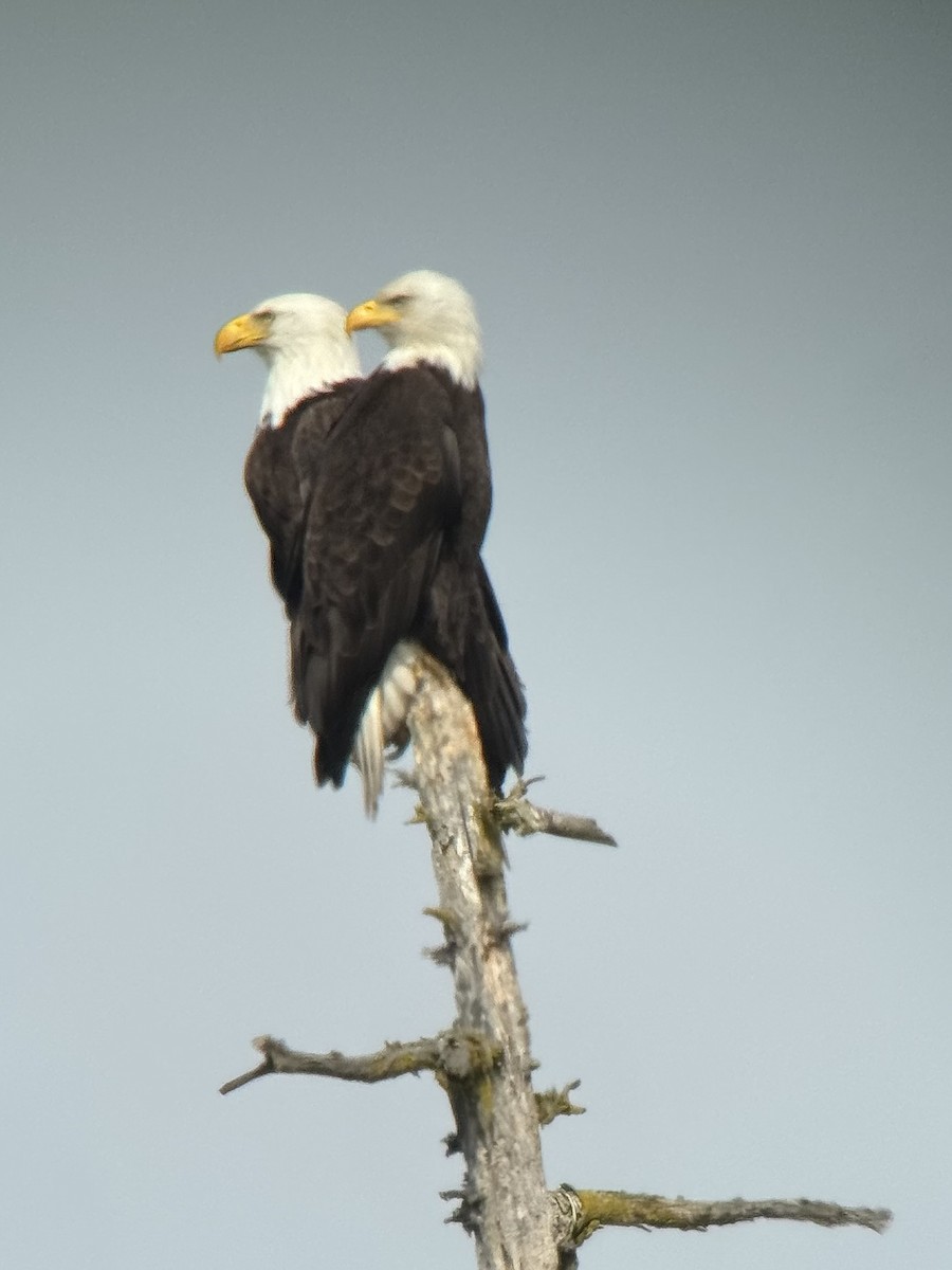 Bald Eagle - Dave Lockman