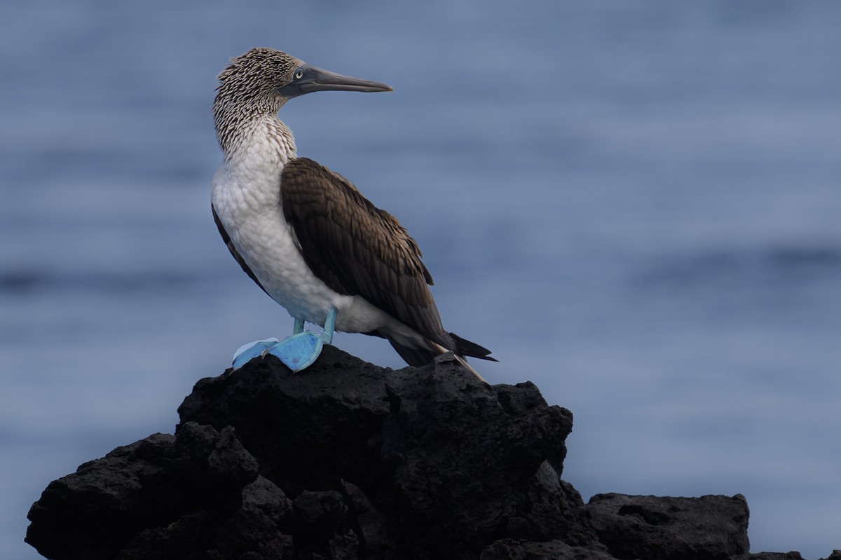Blue-footed Booby - ML617253858