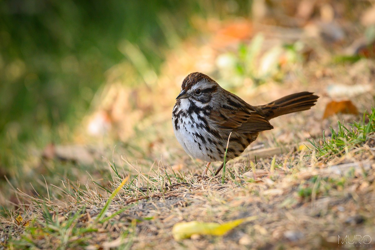 Song Sparrow - ML617253859