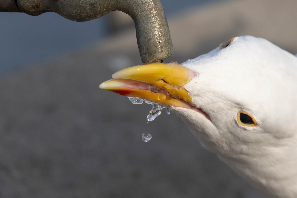 Western Gull - Christine Jacobs