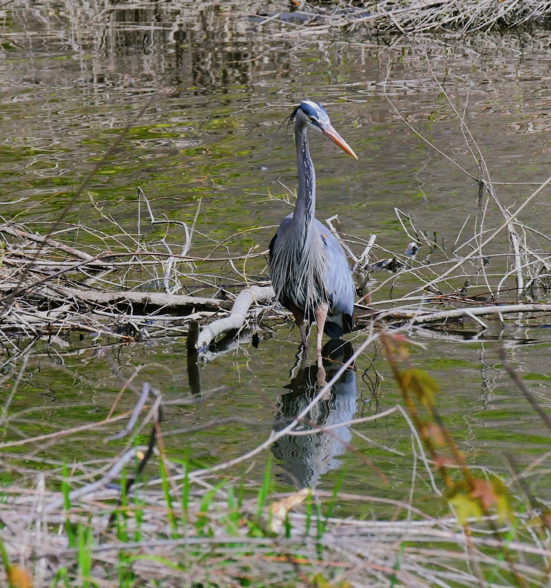 Great Blue Heron - ML617253887