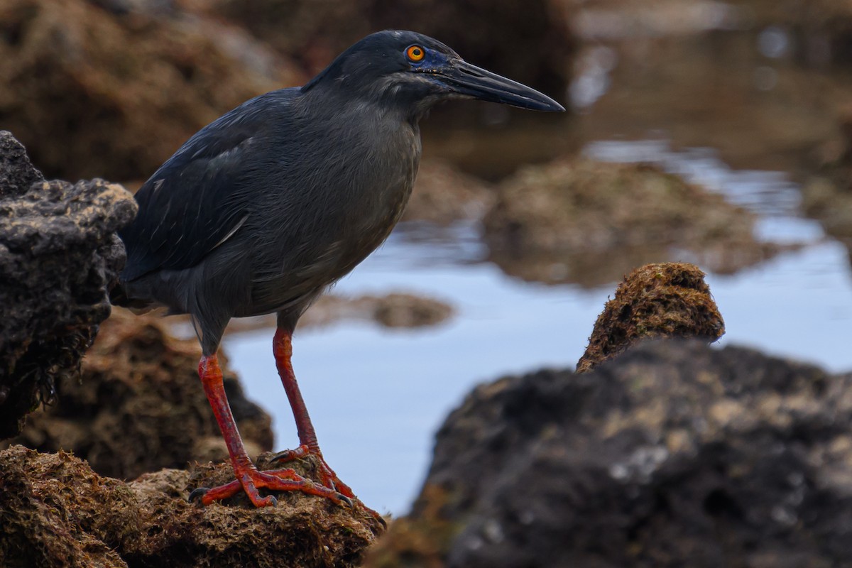 Striated Heron - ML617253889