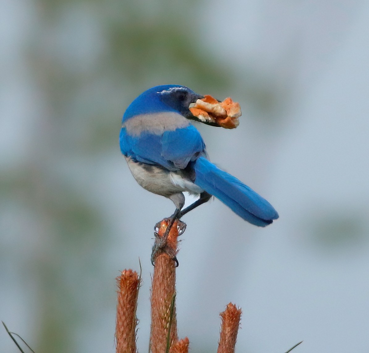 California Scrub-Jay - ML617253894