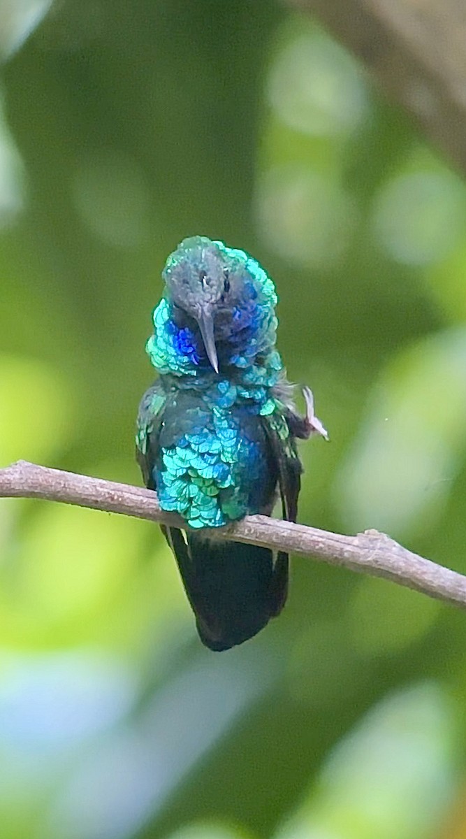 kolibřík tyrkysový - ML617253903