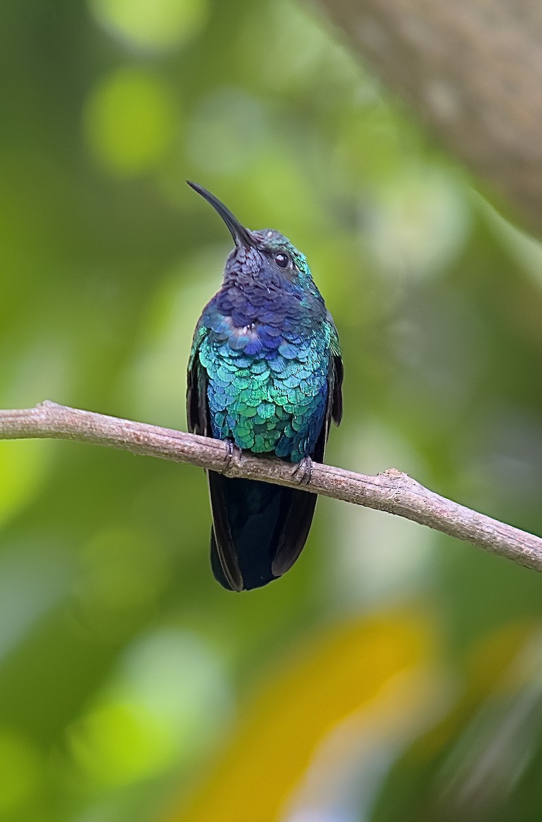 kolibřík tyrkysový - ML617253904