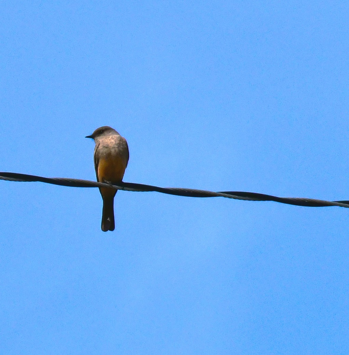 Say's Phoebe - ML617253907