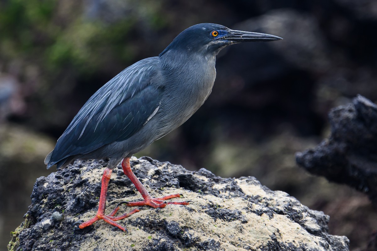 Striated Heron - ML617253918