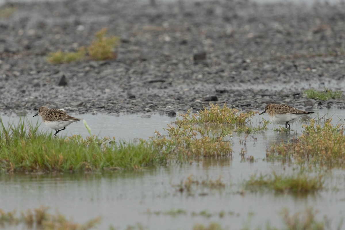 Baird's Sandpiper - ML617253993