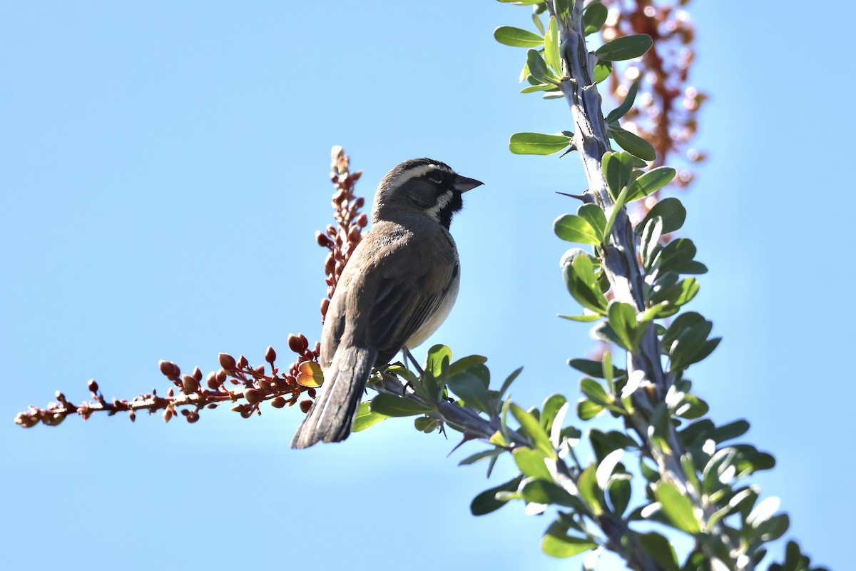 Black-throated Sparrow - ML617254017