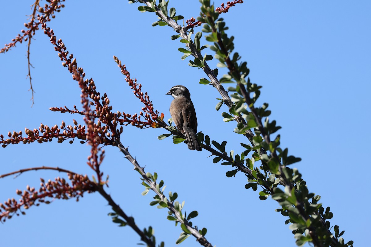 Black-throated Sparrow - ML617254018