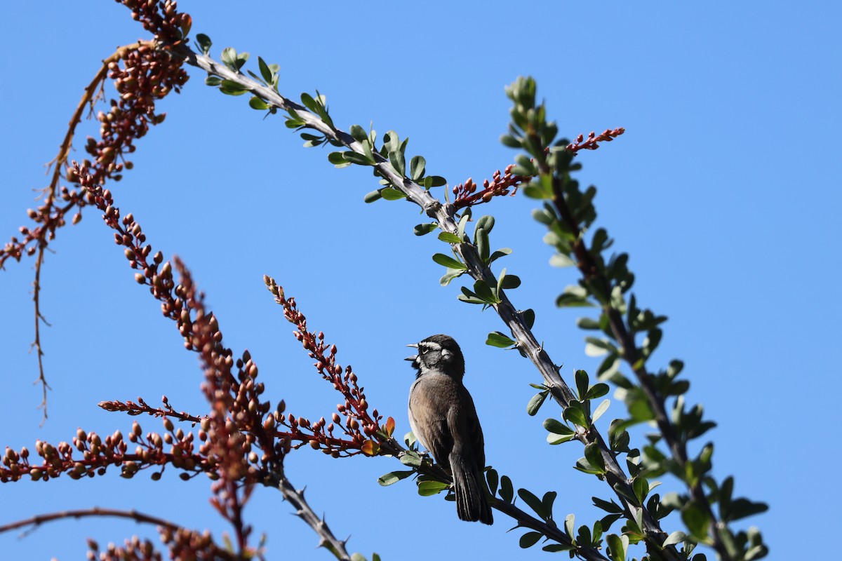 Black-throated Sparrow - ML617254019