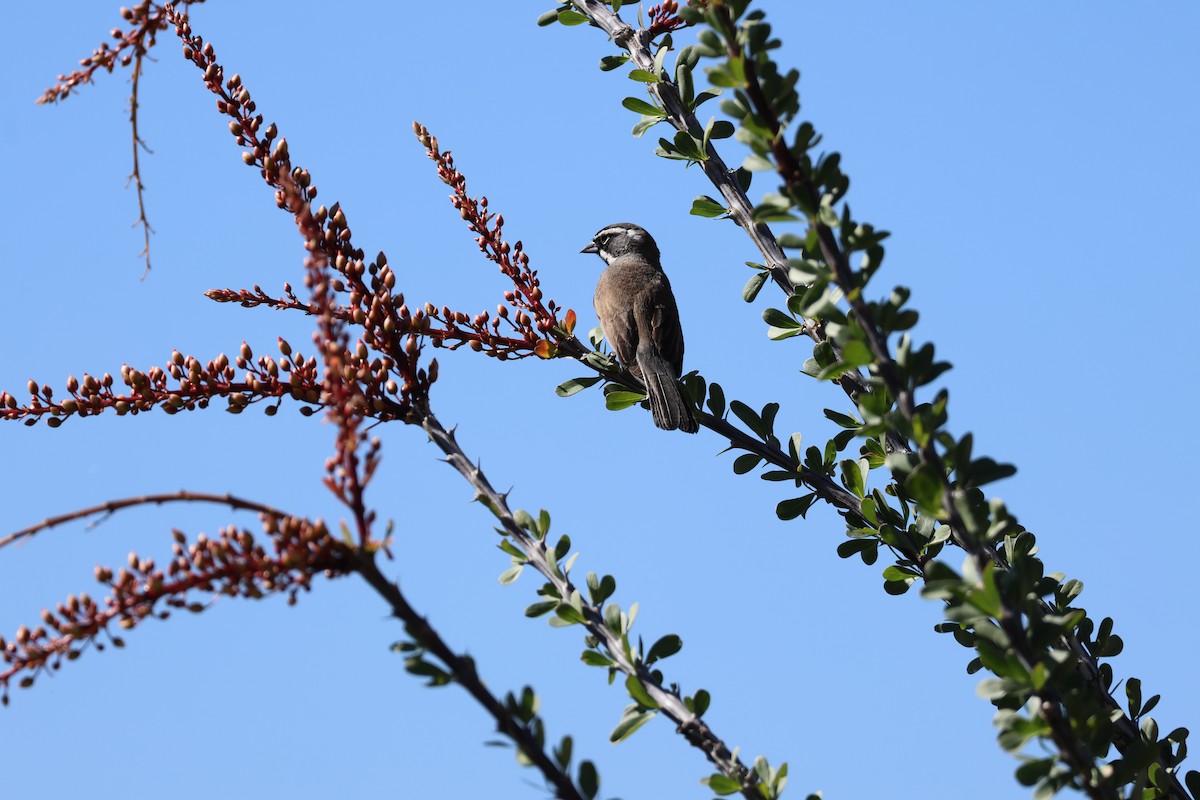 Black-throated Sparrow - ML617254020
