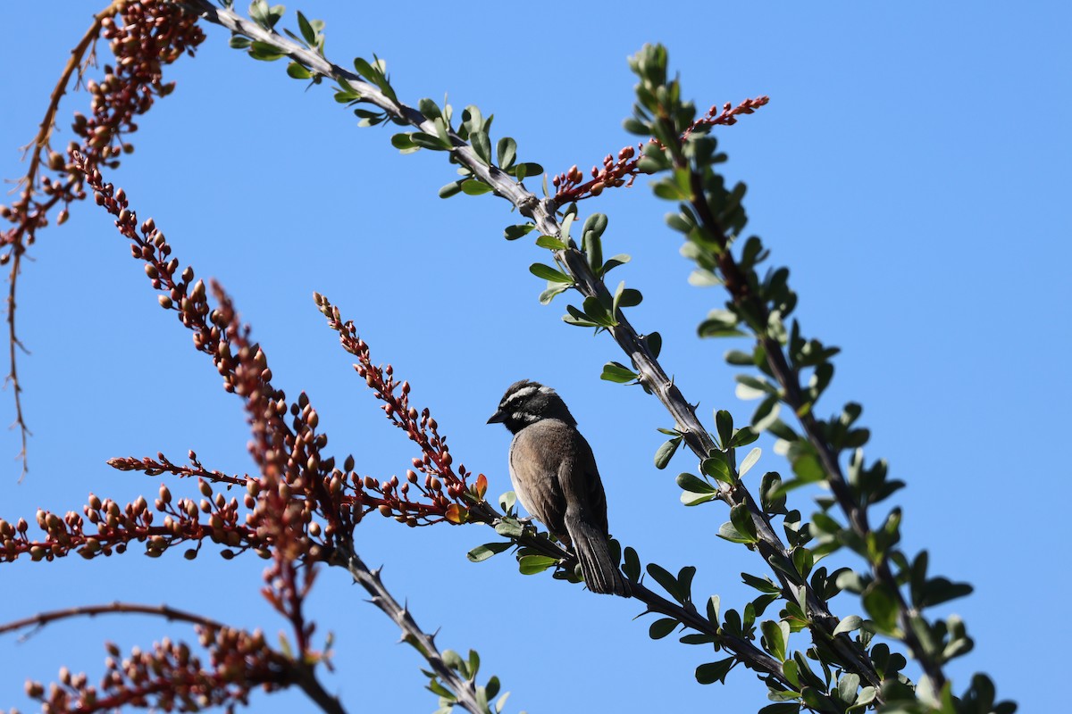 Black-throated Sparrow - ML617254021