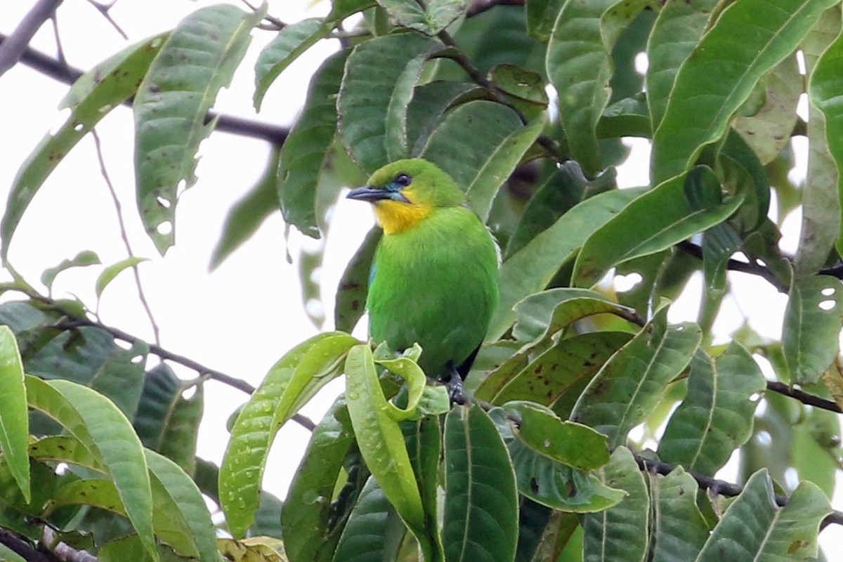 Yellow-throated Leafbird - ML617254122