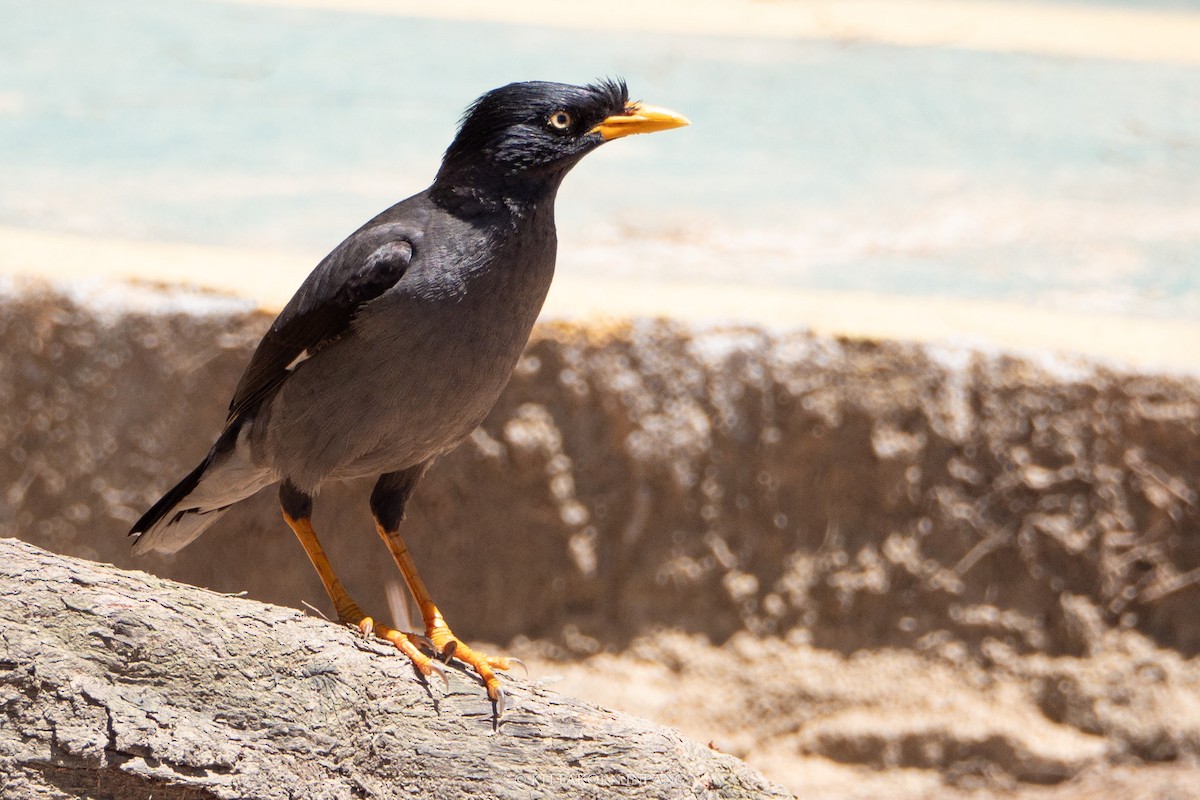 Javan Myna - ML617254127