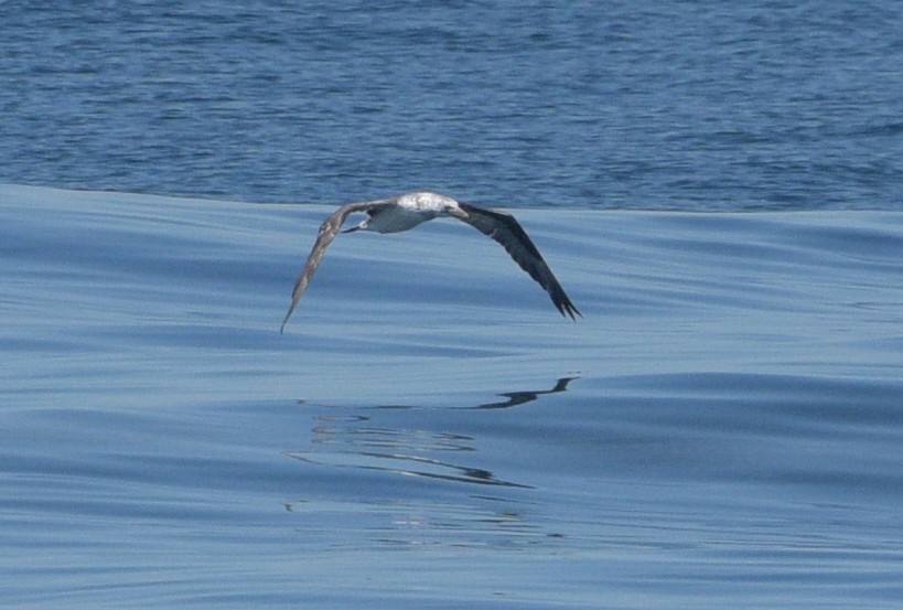 Northern Gannet - ML617254238