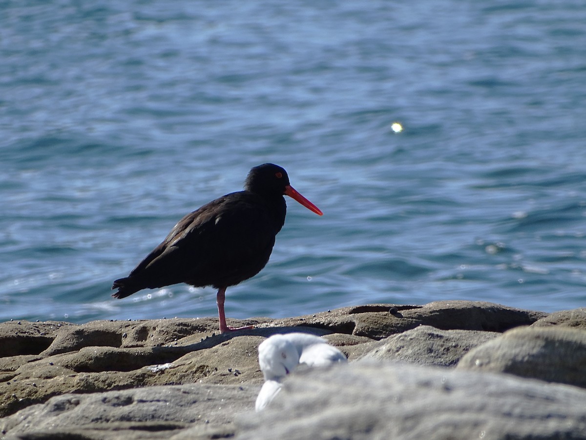 Sooty Oystercatcher - Richard Murray