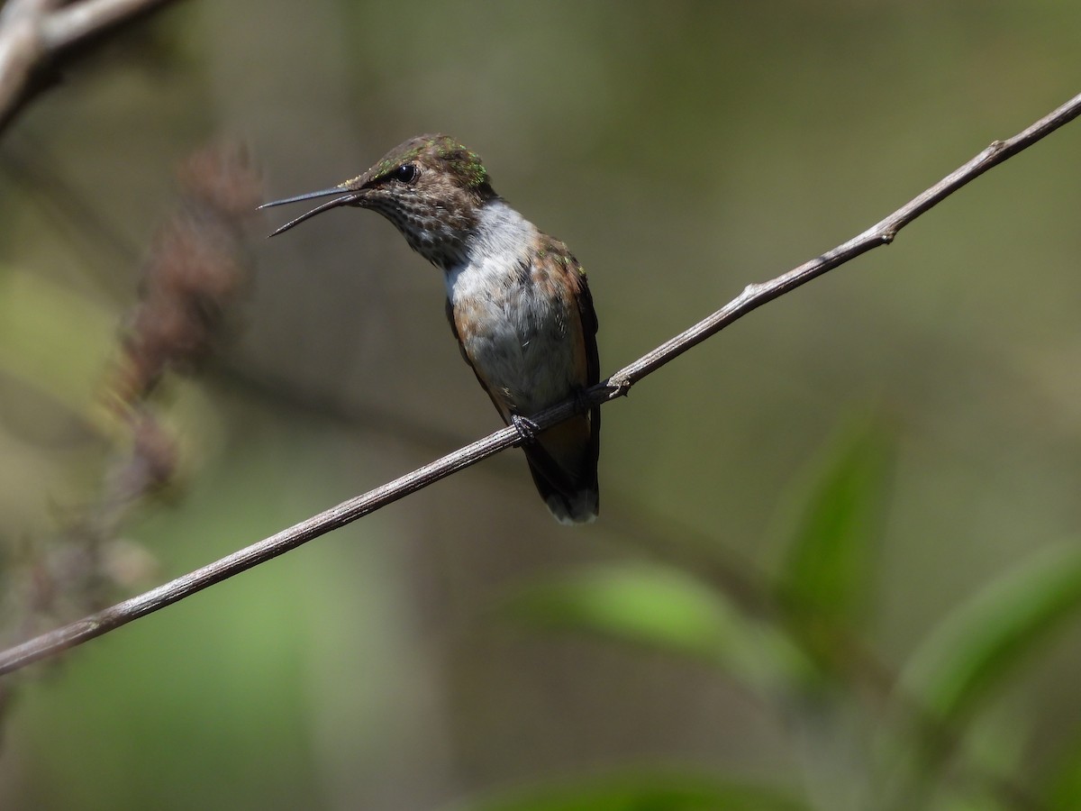 Colibri héloïse - ML617254267