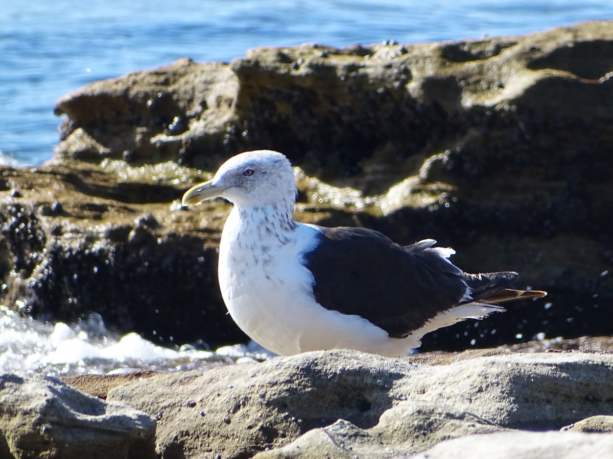 Kelp Gull - Richard Murray