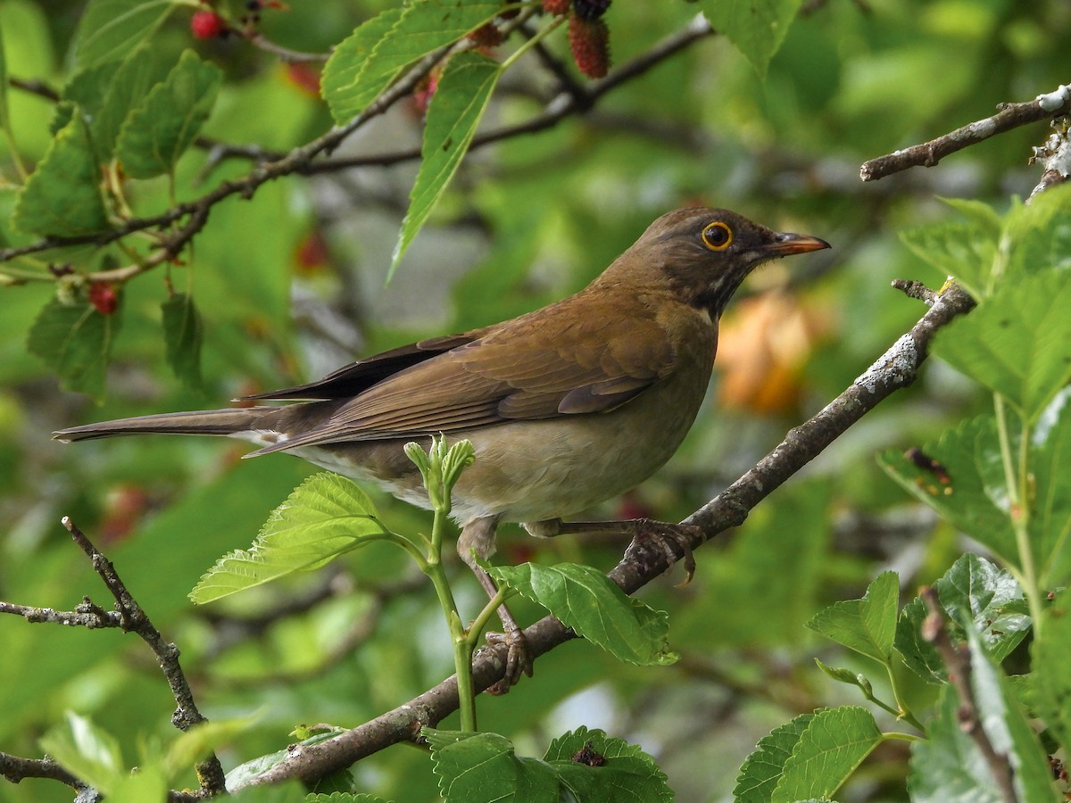 White-throated Thrush - ML617254274